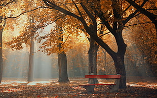 brown wooden bench under the tree at daytime