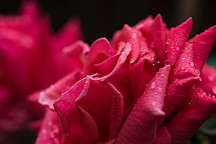 pink petaled flower, Rose, Petals, Drops