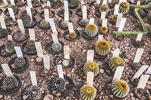 cactus plants with labeled