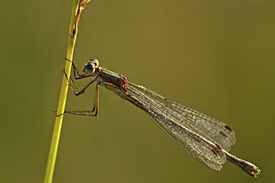 closeup photography of green dragonfly