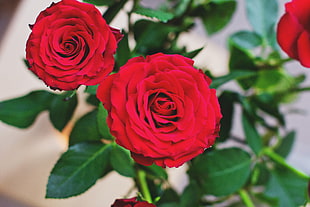 two red roses, Rose, Bud, Red