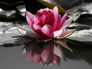 selective focus photography of pink Lotus flower