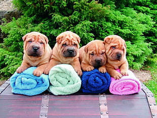 brown coated puppies on bathroom towel