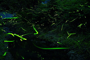 green artificial turf, fireflies, forest, nature
