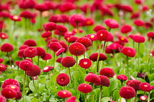 bed of red petal flowers