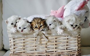five kittens in wicker basket HD wallpaper