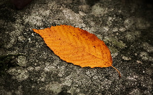 orange leaf on ground