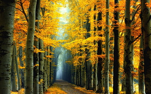 yellow leafed trees, nature, landscape, fall, colorful HD wallpaper