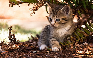 brown tabby kitten, cat, animals, kittens HD wallpaper