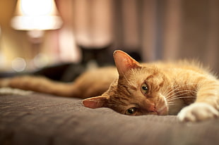 cat lying on gray bed HD wallpaper