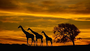 silhouette photography of three giraffes near tree during golden hour, Africa, giraffes, animals, wildlife HD wallpaper