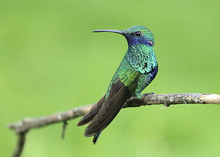 wildlife photography of green and black hummingbird