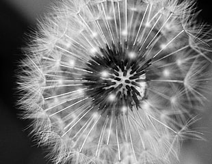 close up photography of dandelion HD wallpaper
