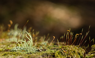 macro shot of green plants, moss