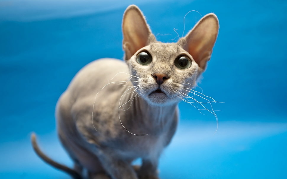 gray short-coated cat HD wallpaper