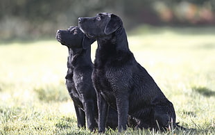 two black labrador retriever puppies