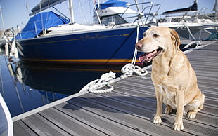 yellow Labrador retriever sitting on bridge beside blue yacht