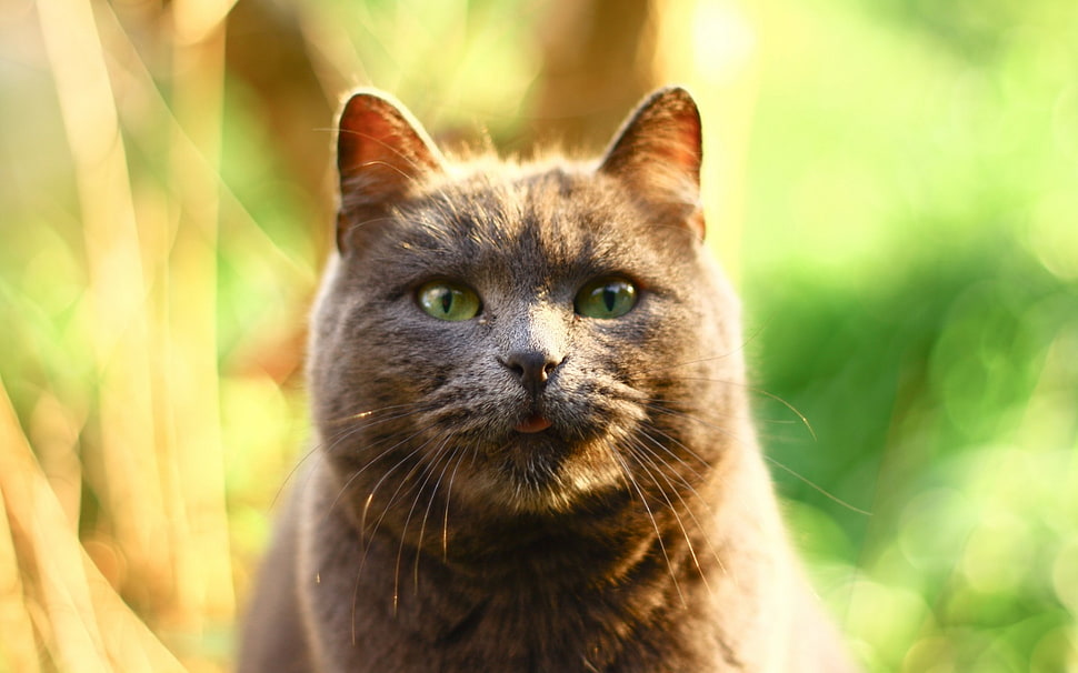 gray cat selective photo during daytime HD wallpaper