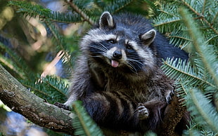 selective photo of Raccoon perching on tree