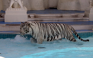white tiger on swimming pool HD wallpaper