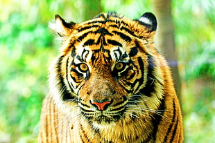 closeup photo of Tiger near green leaf plants, sumatran tiger, yokohama