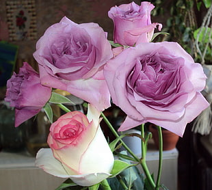 pink and purple roses