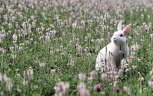 white rabbit on garden with green grass covered with flowers