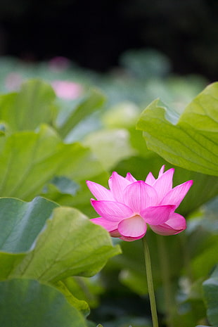 pink flower surrounded by green leaves, lotus