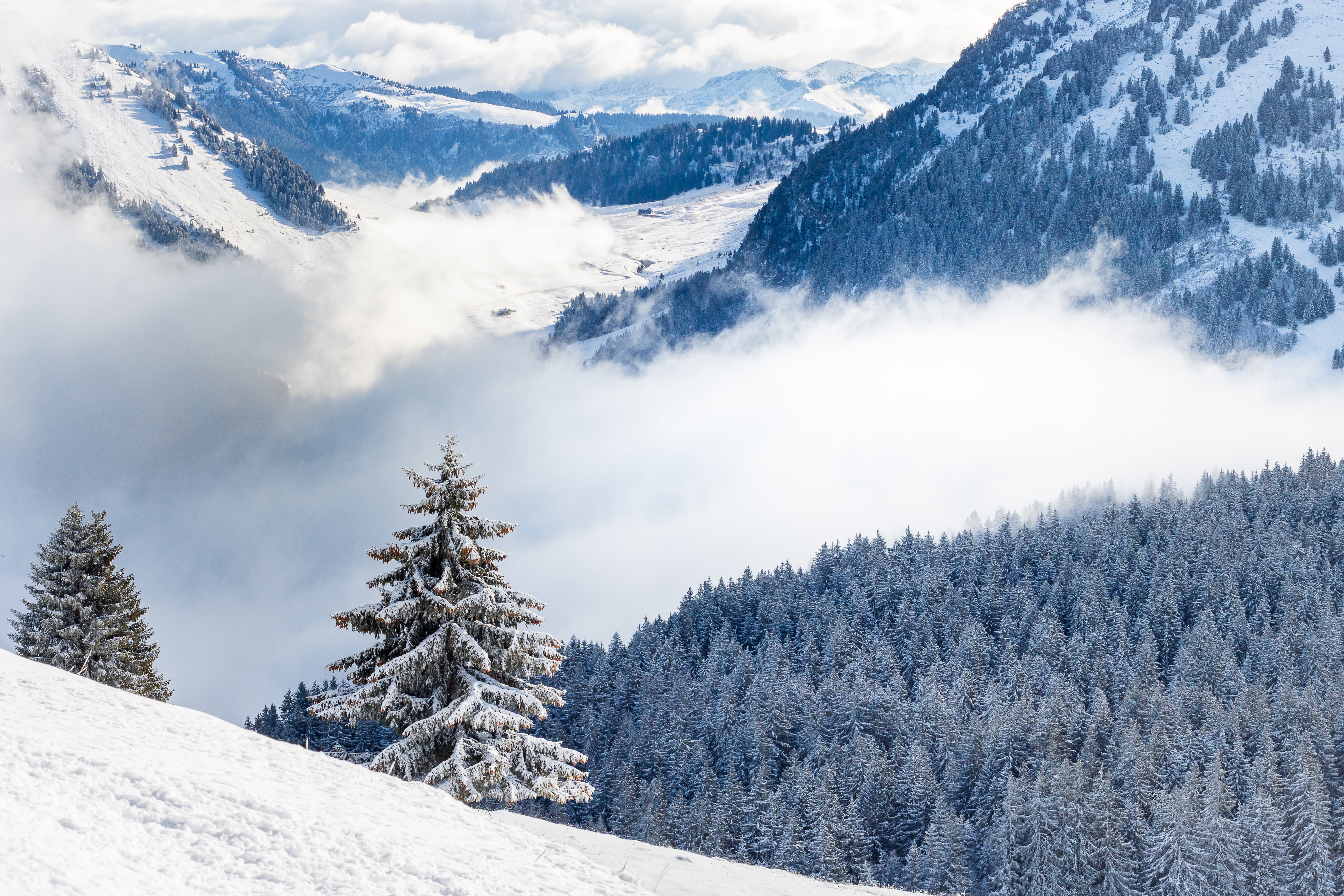 photo of snowy mountain path with pine trees during day  time