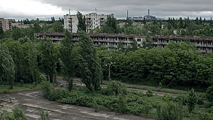 green leafed trees, Chernobyl, Pripyat