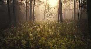 white flowers in forest during daybreak
