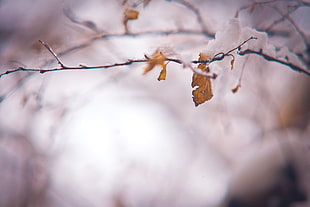 selective focus photography of brown leaf