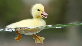 yellow Duckling on water