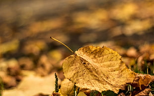brown dried leaf, nature, macro, leaves, yellow