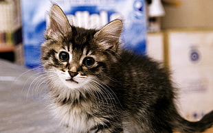 selective focus photo of brown Tabby kitten