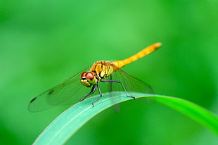 orange dragonfly in closeup photo