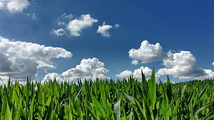 low angle photography of green grass field under blue cloudy sky with daytime, corn