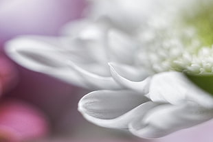 white Gerbera Daisy flower in bloom macro photo