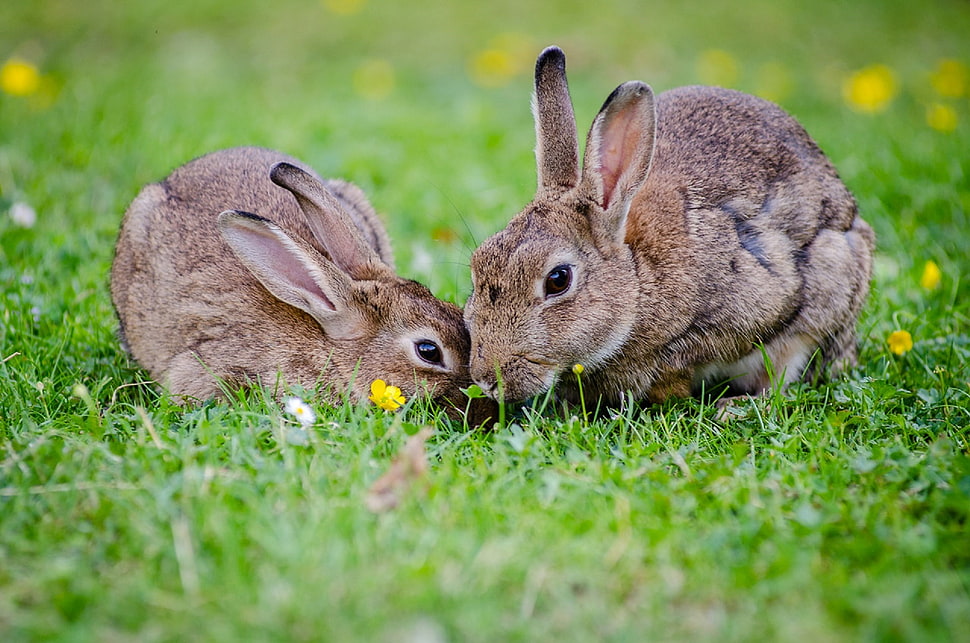 two brown rabbits on the field HD wallpaper