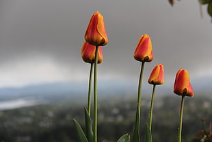 shallow focus photography of orange tulips HD wallpaper