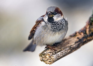 close up photo of gray and brown bird on tree branch