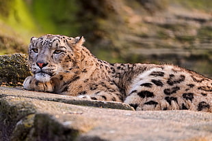brown and black leopard animal at daytime