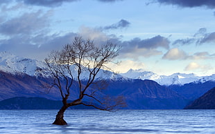 bare tree on ocean near mountains during daytime