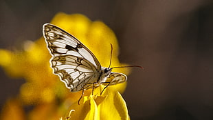 paper Kite Butterfly on yellow petaled flower