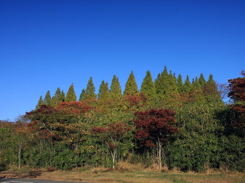 trees on forest HD wallpaper