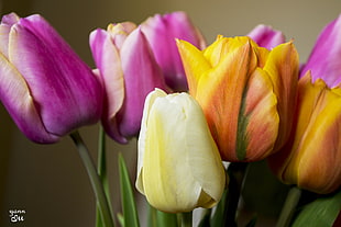 purple and yellow tulip