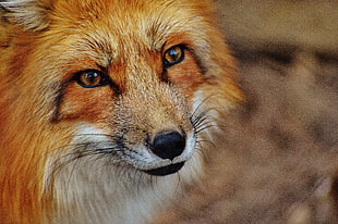 red Fox HD wallpaper