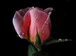 shallow focus of pink rose