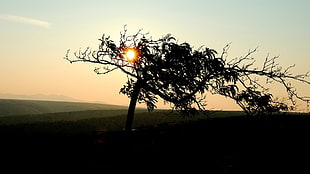 silhouette of tree under clear sky during sunrise