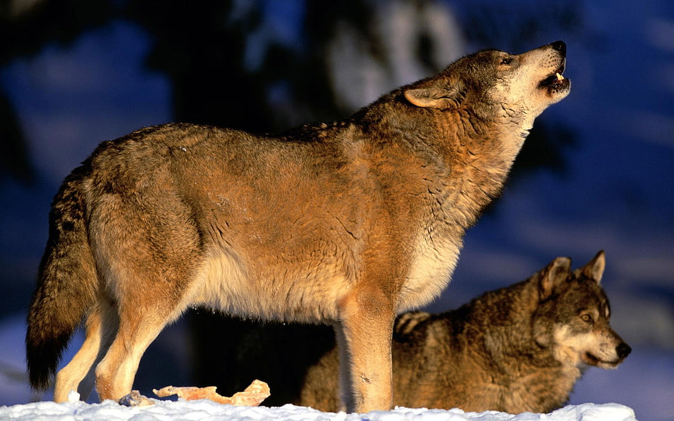brown and white wolves HD wallpaper